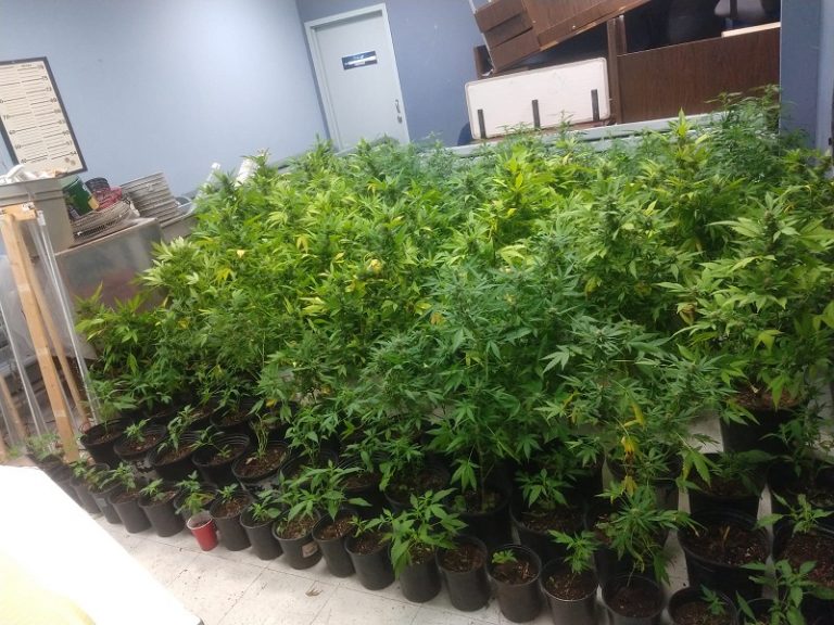 Ocupan Gran Cantidad De Marihuana NoticiasPRTV