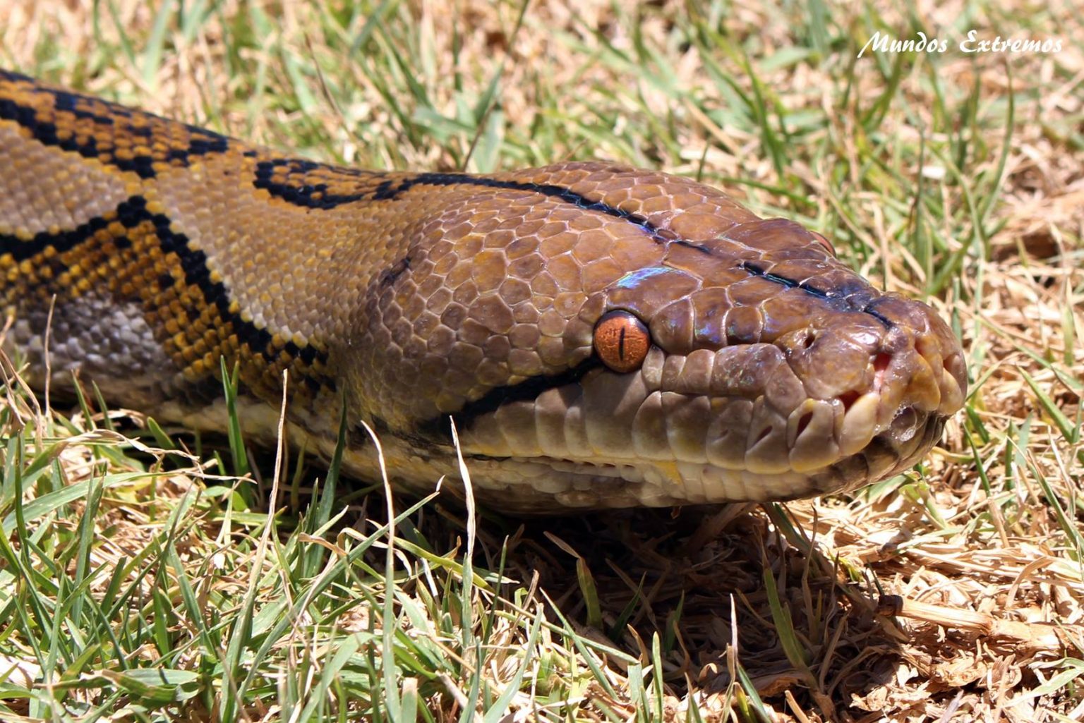 Preocupación en varios municipios por la presencia de serpientes pitón