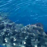 Ballena gigante ataca lancha de pescadores en Cabo Rojo, Vea el Video